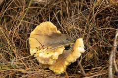 Phyllotopsis nidulans