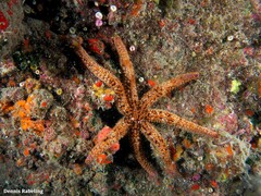 Coscinasterias tenuispina