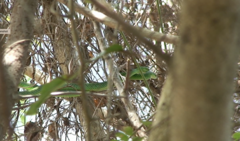 Philothamnus punctatus