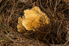 Phyllotopsis nidulans