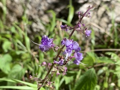Plectranthus fruticosus