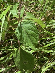 Plectranthus fruticosus
