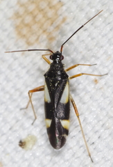 Dryophilocoris flavoquadrimaculatus