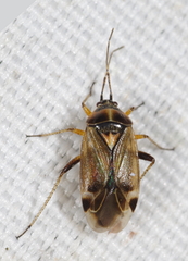Harpocera thoracica