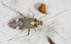 Rhabdomiris striatellus