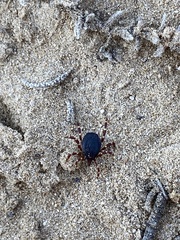 Hyalomma