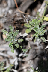 Blepharis procumbens