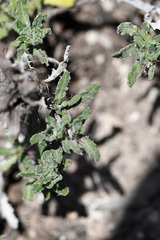 Blepharis procumbens