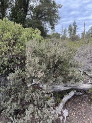 Arctostaphylos silvicola