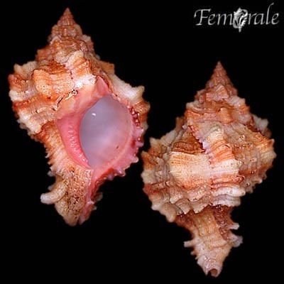 Phyllonotus