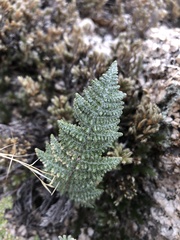 Myriopteris lindheimeri