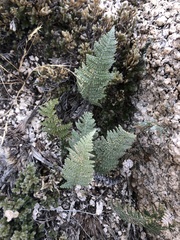 Myriopteris lindheimeri