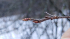 Ulmus thomasii