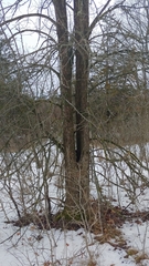 Ulmus thomasii