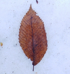 Ulmus thomasii