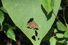 Eudaminae
