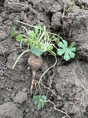 Callirhoe involucrata