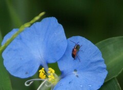 Neolema dorsalis orbignyi