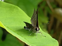 Deudorix epijarbas