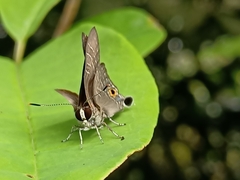 Deudorix epijarbas