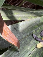 Pseudomyrmex oculatus