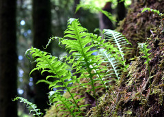 Polypodium glycyrrhiza
