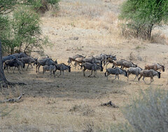Connochaetes taurinus albojubatus