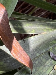 Pseudomyrmex oculatus