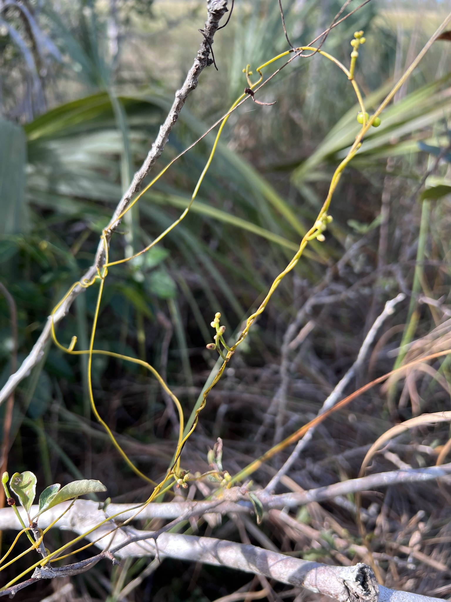 Cassytha Cassytha filiformis L.