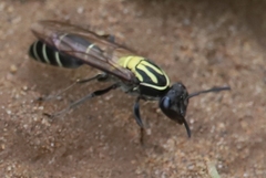 Polistinae