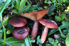 Lactarius badiosanguineus