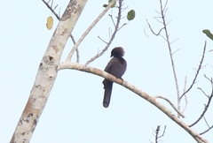 Cyanocorax cyanomelas