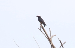 Chelidoptera tenebrosa