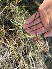 Asclepias lanceolata