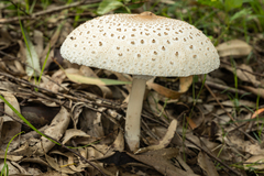 Macrolepiota dolichaula