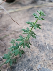 Galium murale