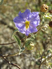 Solanum hindsianum