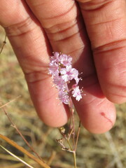 Boerhavia xantii
