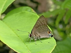 Deudorix epijarbas
