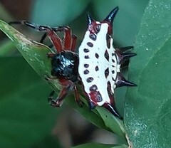 Gasteracantha sanguinolenta