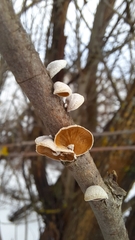 Schizophyllum amplum