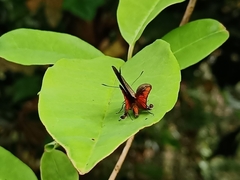 Deudorix epijarbas