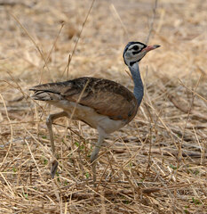 Eupodotis senegalensis