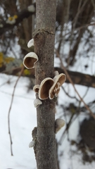 Schizophyllum amplum