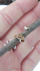 Schizophyllum amplum