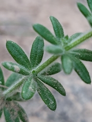 Galium murale