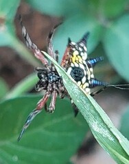 Gasteracantha sanguinolenta