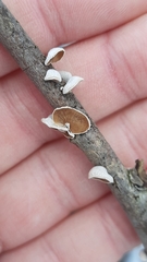 Schizophyllum amplum