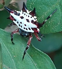 Gasteracantha sanguinolenta