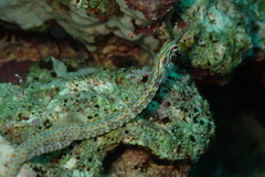 Corythoichthys schultzi